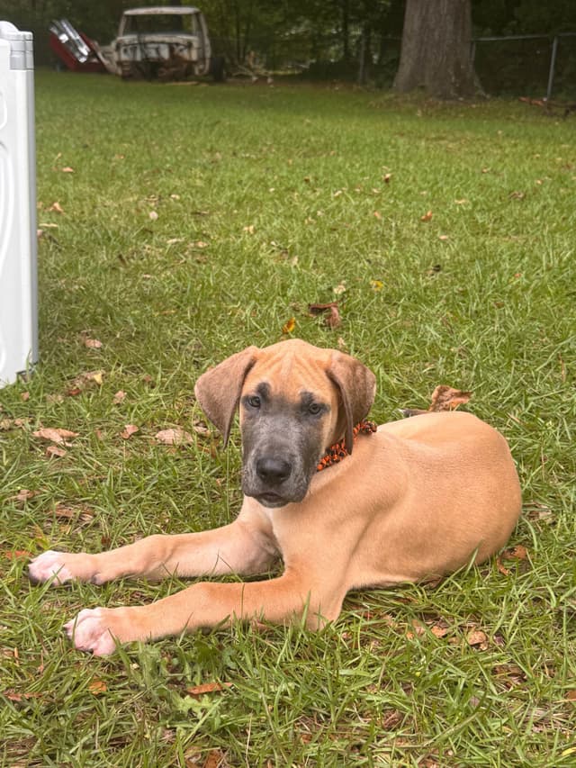Great Dane Puppies media 12