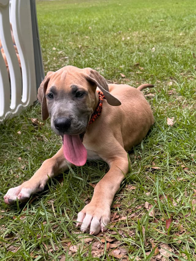 Great Dane Puppies media 13