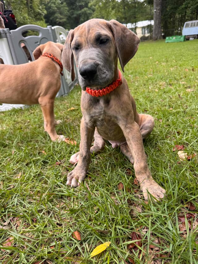 Great Dane Puppies media 15