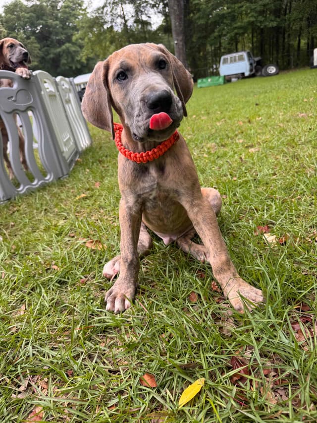 Great Dane Puppies media 16