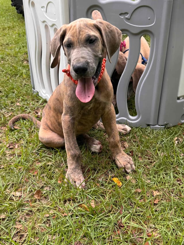 Great Dane Puppies media 17
