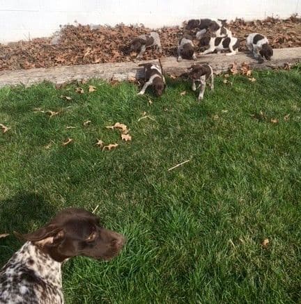 Sportsman❤️German Shorthaired Pointer Puppies❤️Call 717-575-1834 media 2