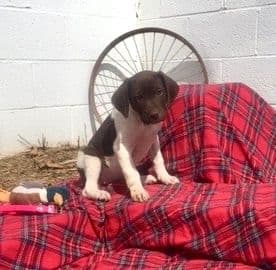 Sportsman❤️German Shorthaired Pointer Puppies❤️Call 717-575-1834 media 3