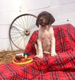 Sportsman❤️German Shorthaired Pointer Puppies❤️Call 717-575-1834 media 4