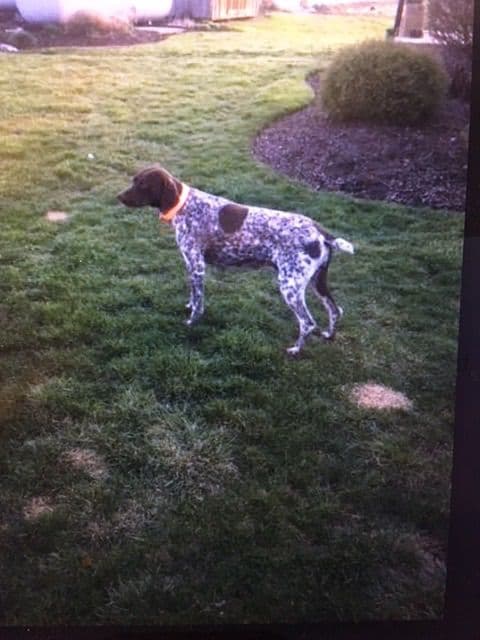 Sportsman❤️German Shorthaired Pointer Puppies❤️Call 717-575-1834 media 5