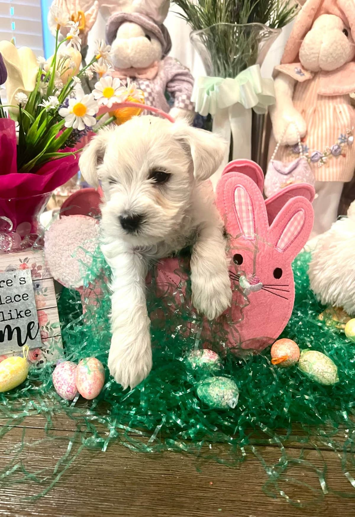 AKC Miniature Schnauzer By Souza breeder image 1