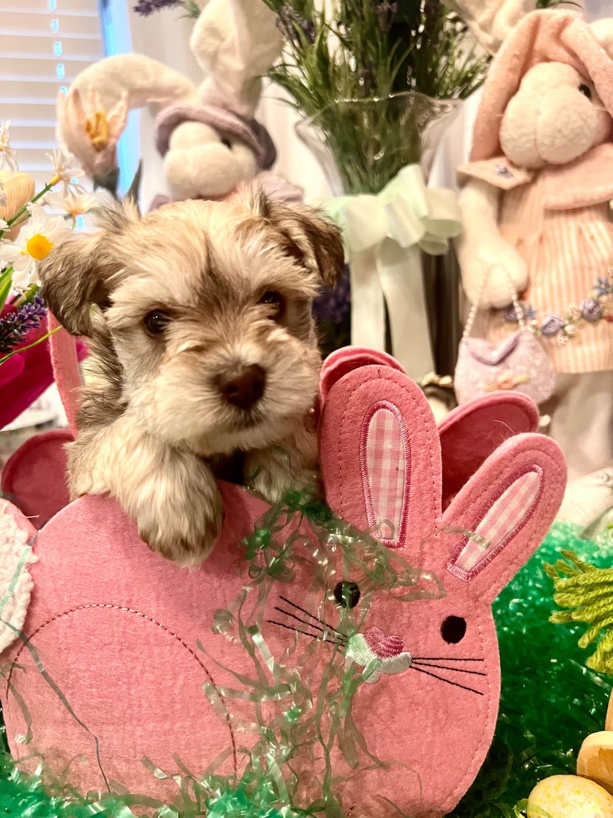 AKC Miniature Schnauzer By Souza breeder image 3