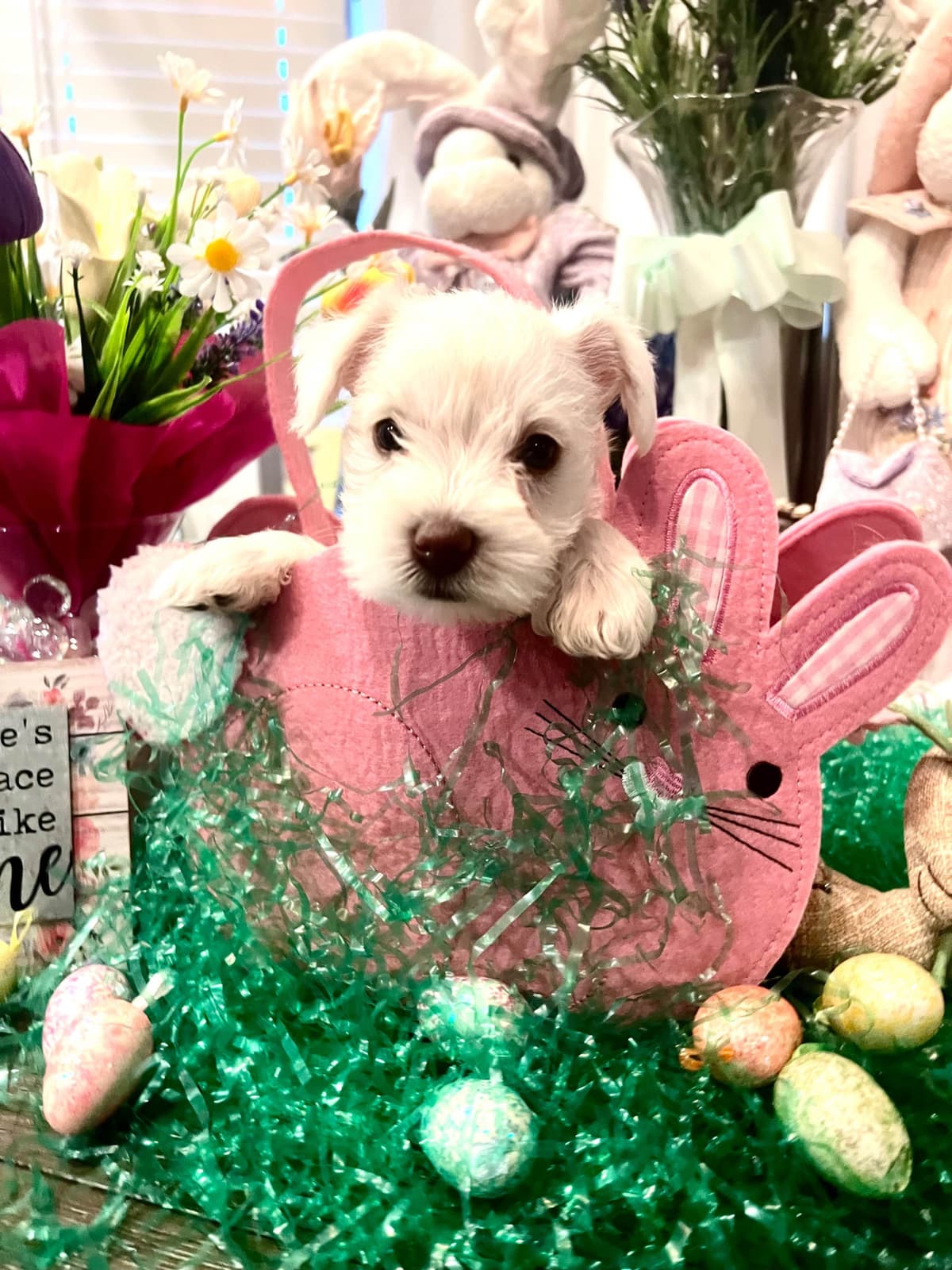 AKC Miniature Schnauzer By Souza breeder image 5