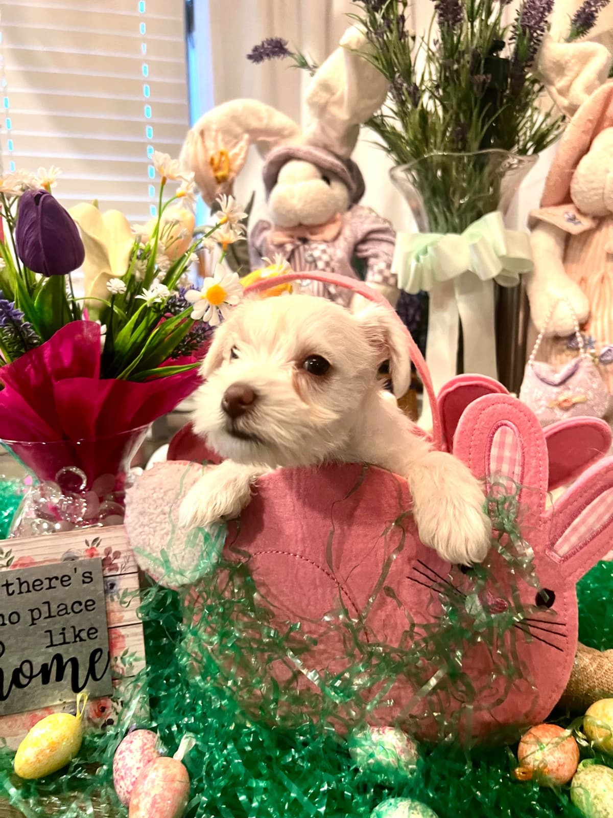 AKC Miniature Schnauzer By Souza breeder image 6