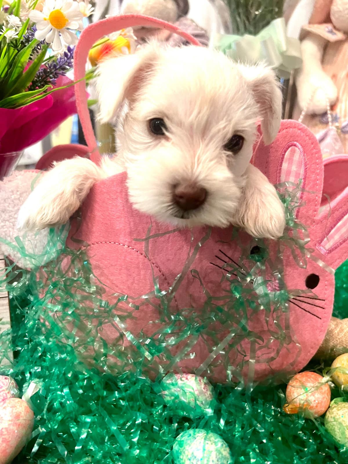 AKC Miniature Schnauzer By Souza breeder image 7
