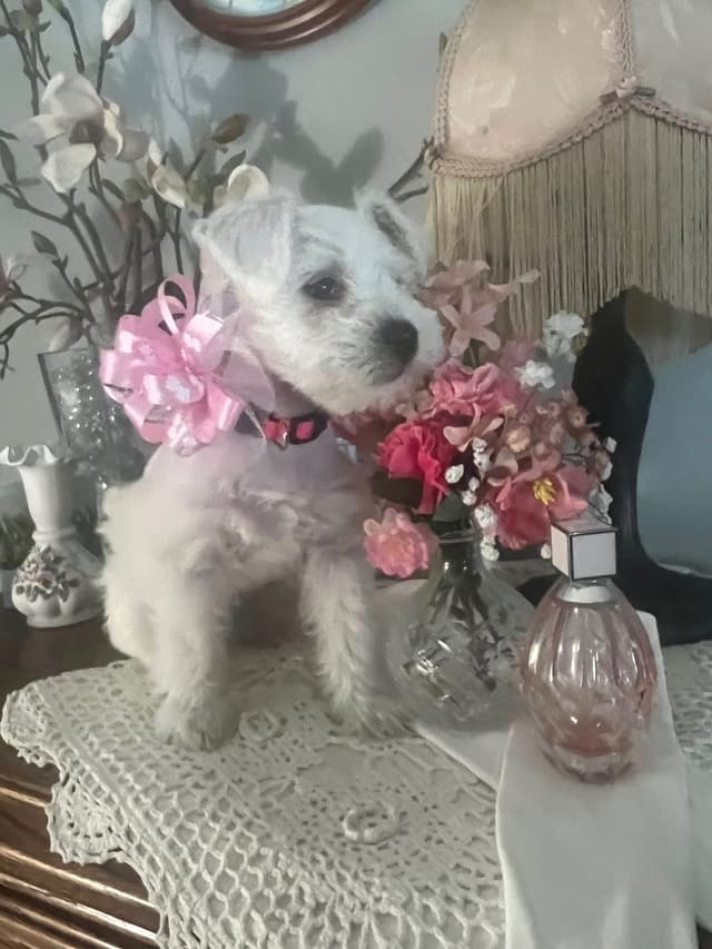 AKC Miniature Schnauzer By Souza media 3