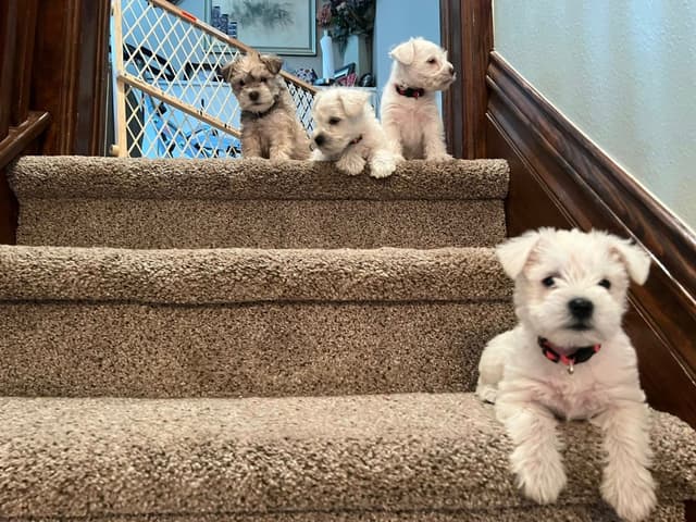 AKC Miniature Schnauzer By Souza media 4