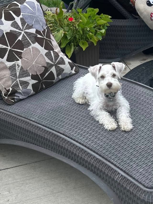 AKC Miniature Schnauzer By Souza media 7