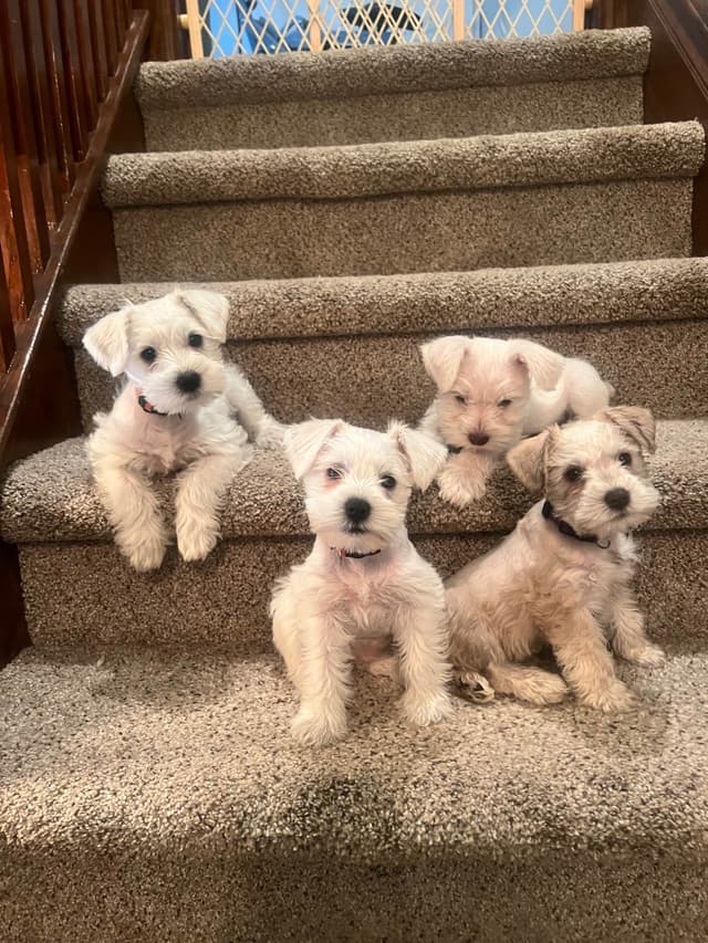 AKC Miniature Schnauzer By Souza media 8