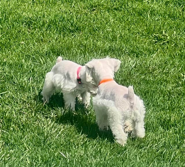 AKC Miniature Schnauzer By Souza media 9