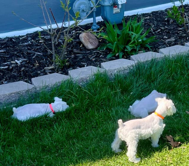 AKC Miniature Schnauzer By Souza media 10