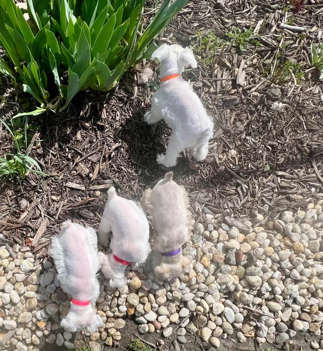 AKC Miniature Schnauzer By Souza media 11
