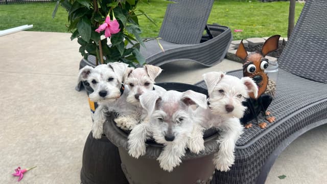 AKC Miniature Schnauzer By Souza media 12