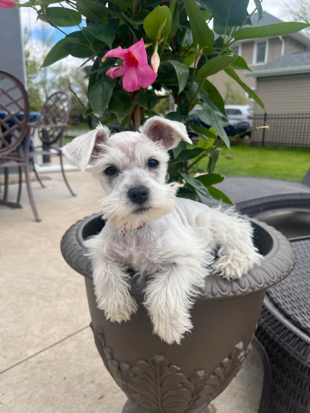 AKC Miniature Schnauzer By Souza media 13