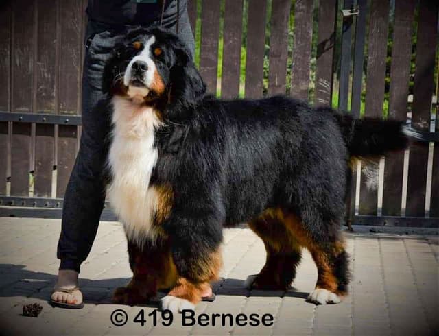 Bernese Mountain Dog Puppies media 2