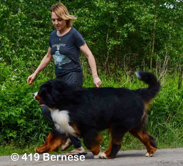 Bernese Mountain Dog Puppies media 3