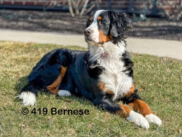 Bernese Mountain Dog Puppies media 4