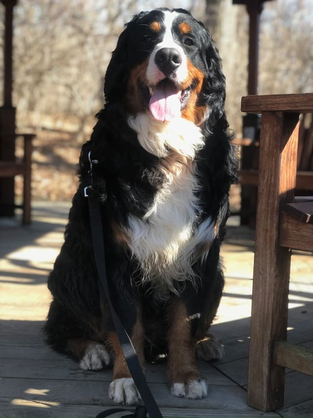 Bernese Mountain Dog Puppies media 5