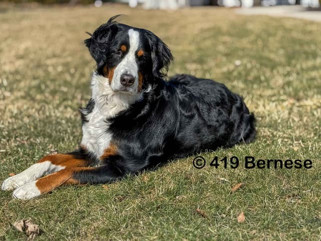 Bernese Mountain Dog Puppies media 6