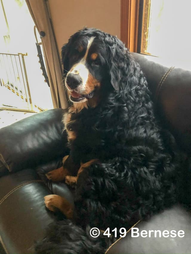 Bernese Mountain Dog Puppies media 11