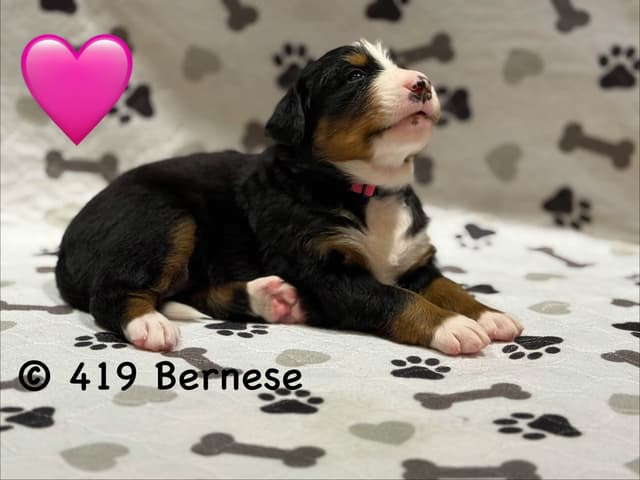 Bernese Mountain Dog Puppies media 14
