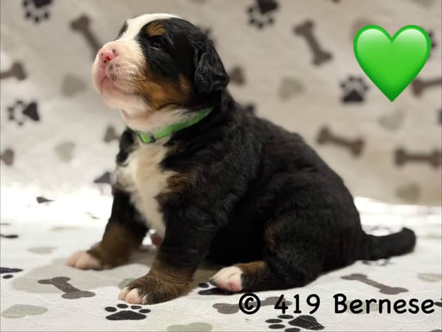 Bernese Mountain Dog Puppies media 16