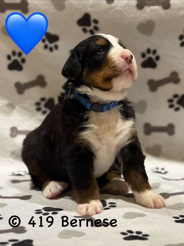 Bernese Mountain Dog Puppies media 17