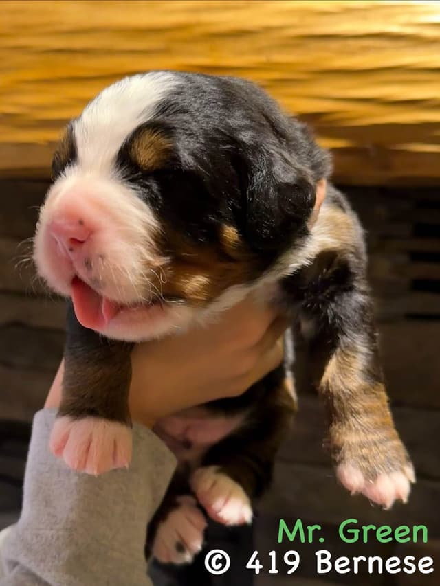 Bernese Mountain Dog Puppies media 18