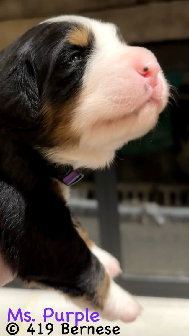 Bernese Mountain Dog Puppies media 19