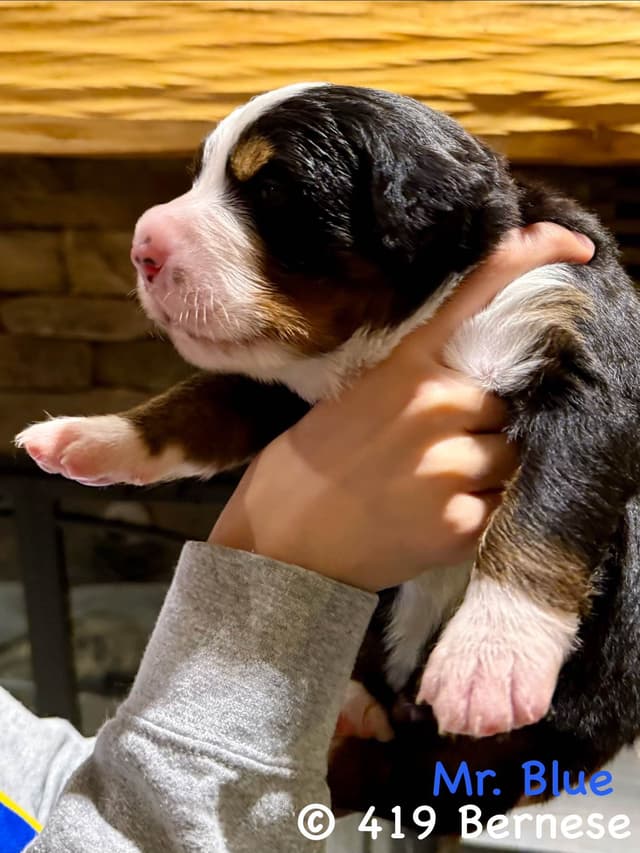 Bernese Mountain Dog Puppies media 20