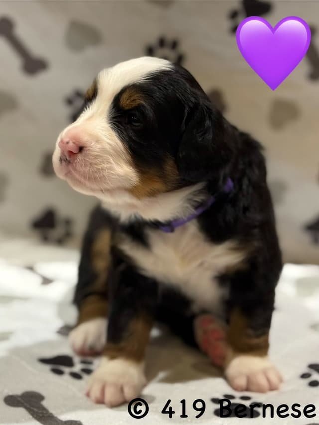 Bernese Mountain Dog Puppies media 21