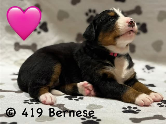 Bernese Mountain Dog Puppies media 22