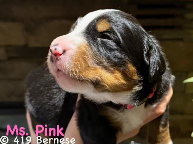 Bernese Mountain Dog Puppies media 23