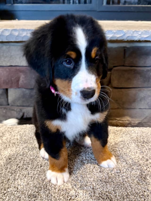 Bernese Mountain Dog Puppies media 7