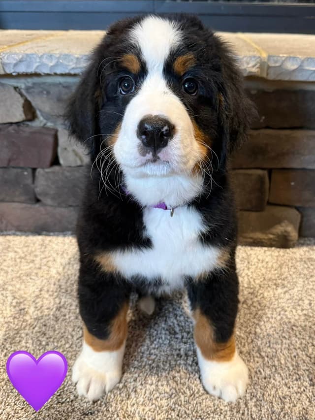 Bernese Mountain Dog Puppies media 8