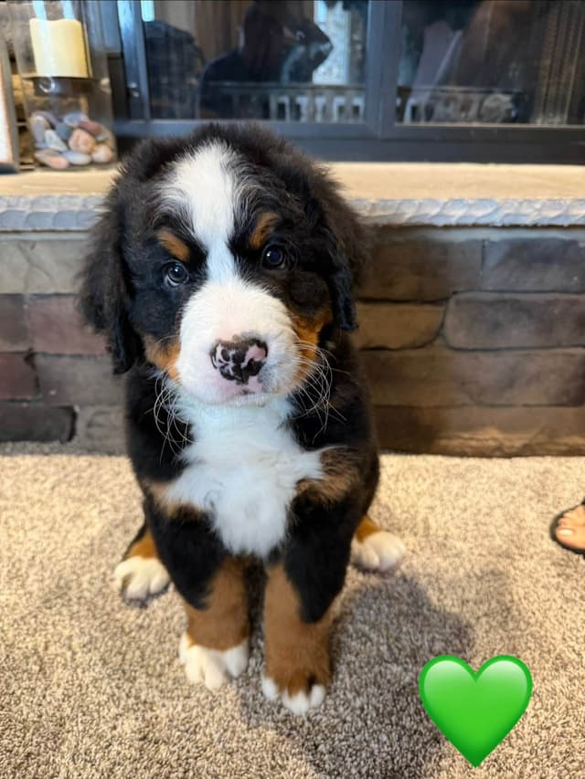 Bernese Mountain Dog Puppies media 9