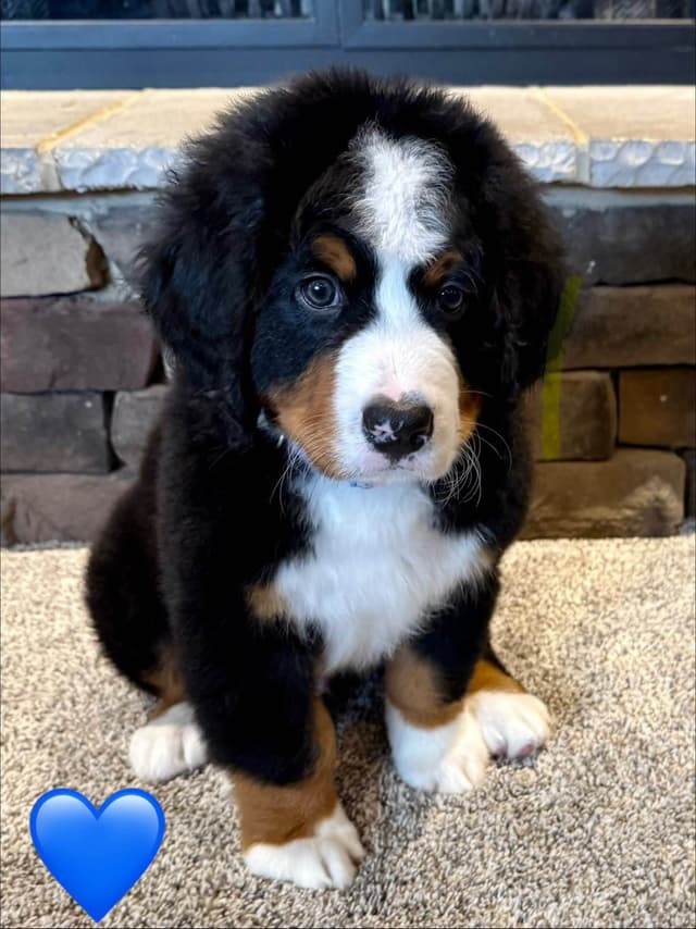 Bernese Mountain Dog Puppies media 10