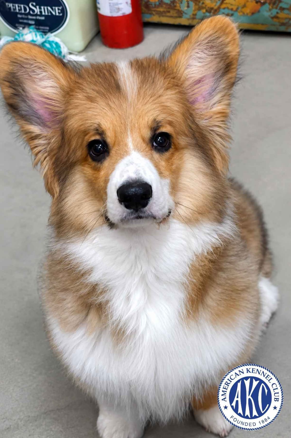 Pembroke Welsh Corgi puppies ready for new homes breeder image 3