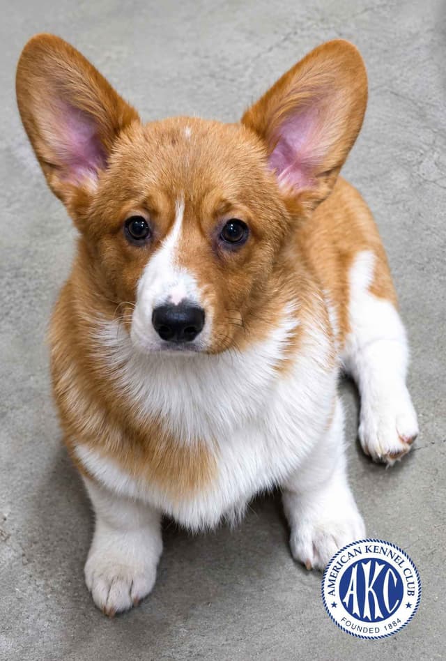 Pembroke Welsh Corgi puppies ready for new homes media 2