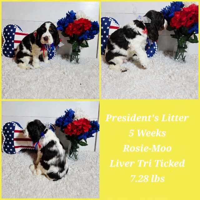 English Springer Spaniel Puppies media 6