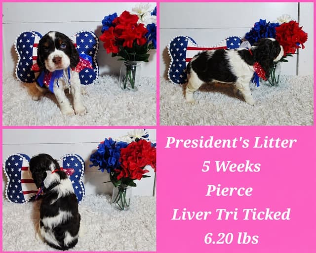 English Springer Spaniel Puppies media 4