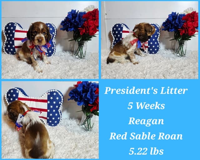 English Springer Spaniel Puppies media 2