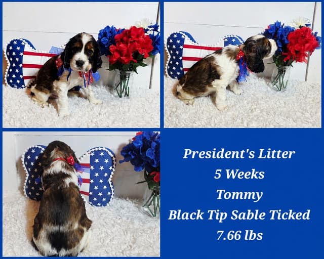 English Springer Spaniel Puppies media 3