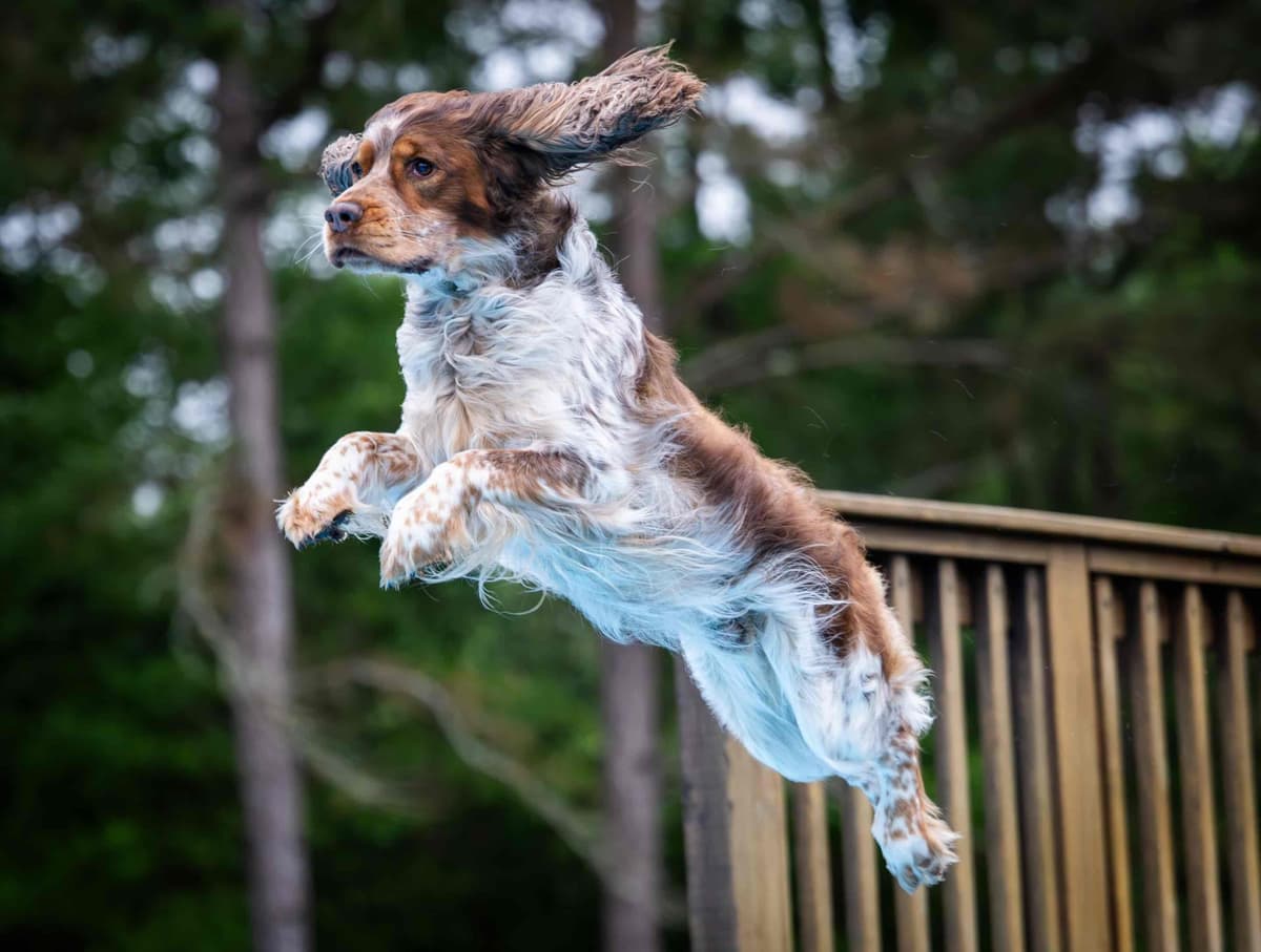 English Springer Spaniel Puppies breeder image 3