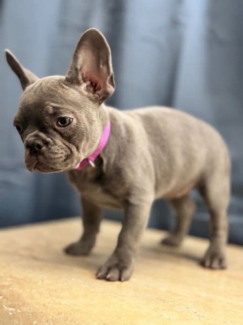 Blue French Bulldog Puppies (Isabella-lilac & blue merle offsprings) media 2